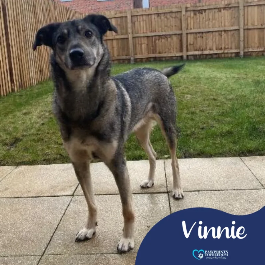Vinnie – 5 year old male...