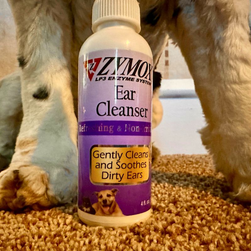 How to clean Cocker Spaniel ears with Zymox