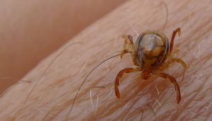 Sindh records first Congo fever case...