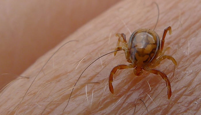 Sindh records first Congo fever case...