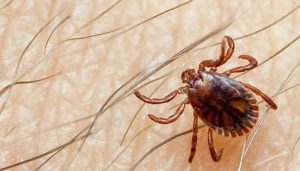 Sindh reports second Congo virus death...