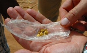 Organized crime groups increasingly embedded in...