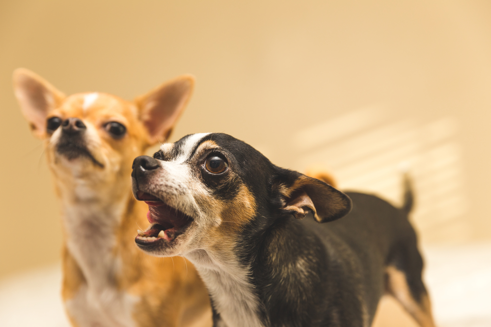 Barking chihuahua with fawn chihuahua behind him.