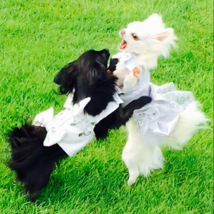 Black chihuahua playing with white chihuahua in grass.
