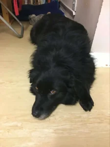 4 year old female Cross-Breed available...