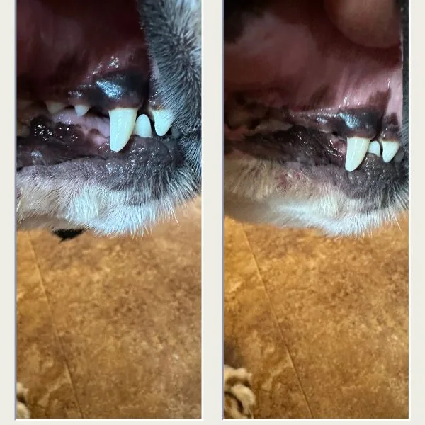 Before and after dog teeth