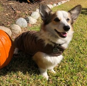 waterproof dog coat for small dogs
