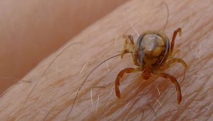 Congo virus claims another life in...