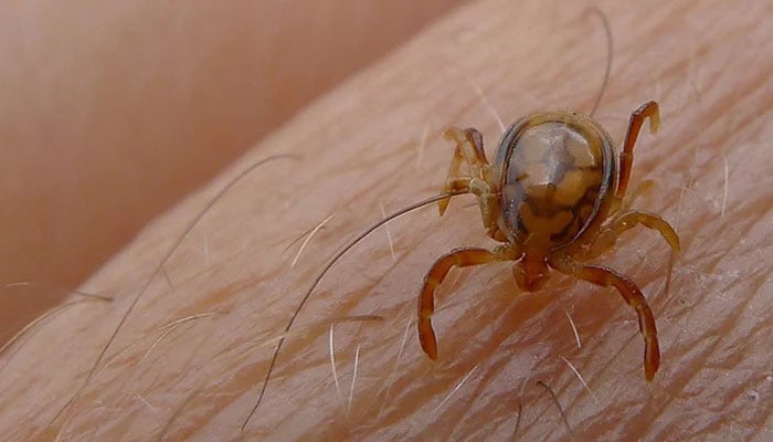 Congo virus claims another life in...