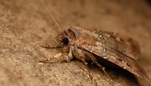 Moths use celestial navigation for epic...
