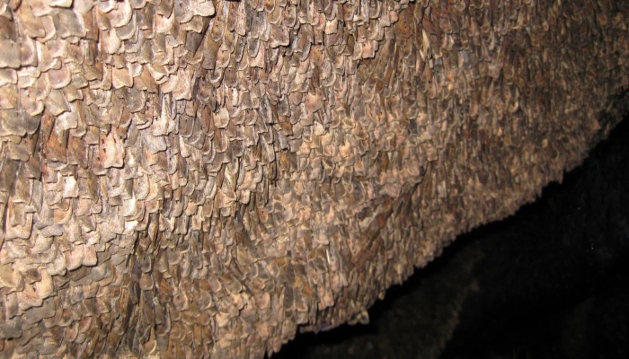 Bogong moths huddle in a cave during summer near Mount Kosciuszko in New South Wales, Australia. — AFP/File