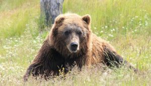 Bear roaming on runway halts flights...