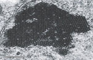 200,000 unknown viruses uncovered deep in...