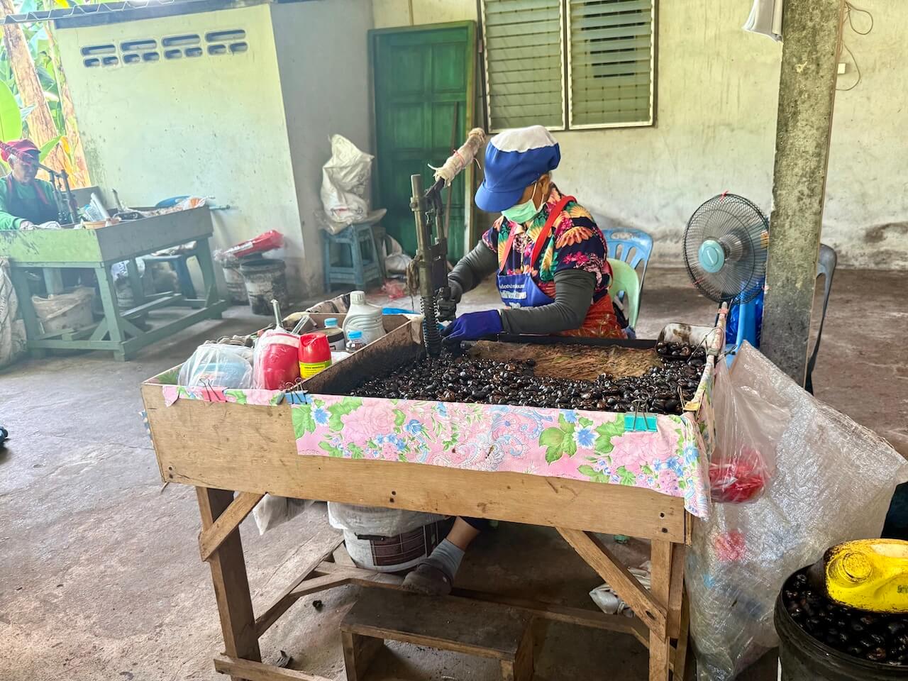 Cashew nut factory