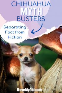 Chihuahua Myth Busters: Separating Fact from...