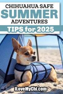 Chihuahua-Safe Summer Adventures: Tips for 2025