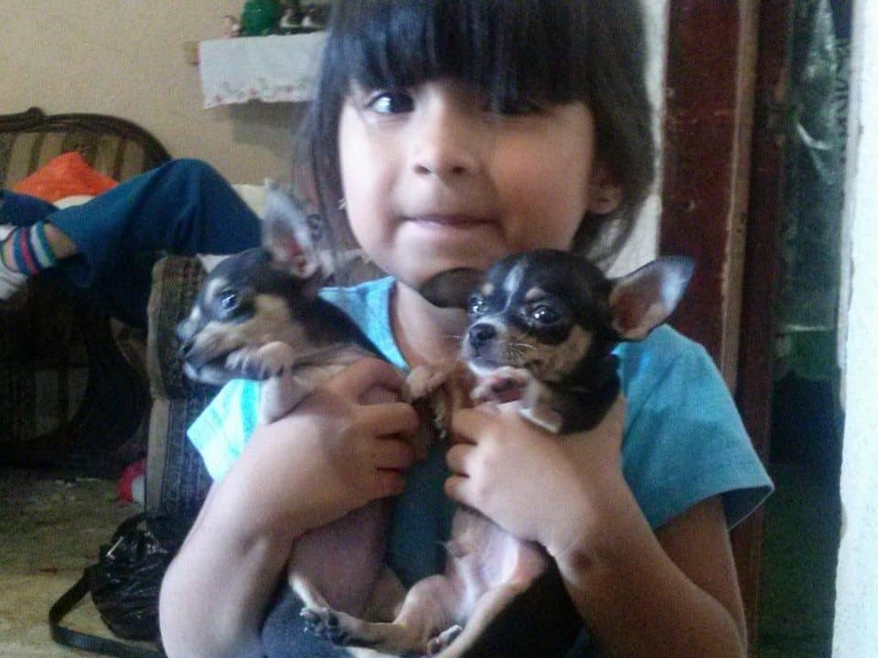 Little girl holding two chihuahua puppies.