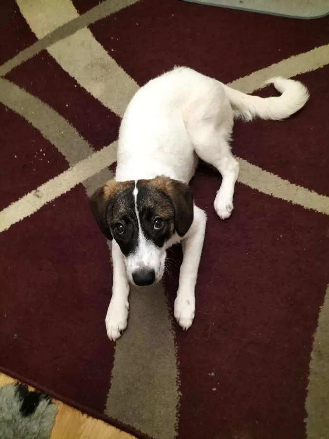 6 month old female Cross-Breed available...