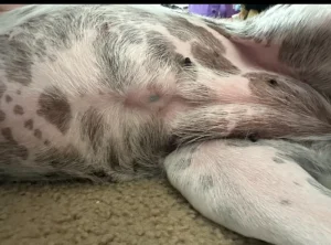 Do Dogs Have A Belly Button?...