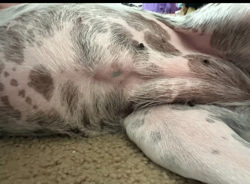 Do Dogs Have A Belly Button?...