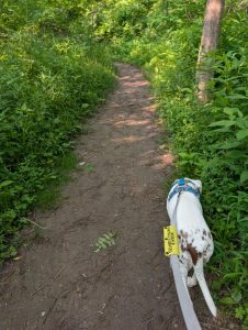 Walks with Penny – Oh My...