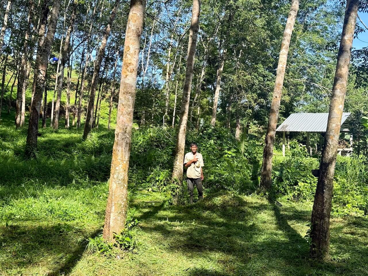 Rubber trees in Khao Lak Thailand