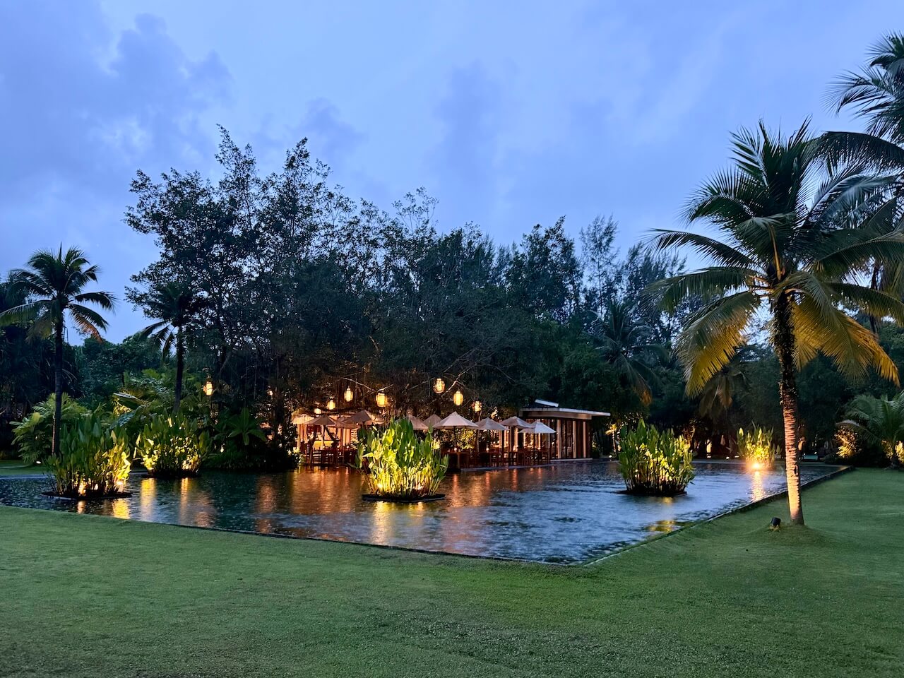 The Ficus by night
