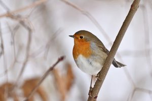 How to Help Garden Birds in...