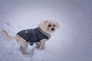 The Best Waterproof Dog Coats for...