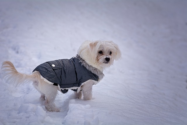 The Best Waterproof Dog Coats for...