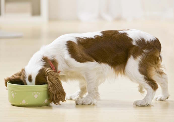 A young Cavalier King Charles Spaniel is eating dog food from a bowl. A young Cavalier King Charles Spaniel is eating dog food from a bowl.