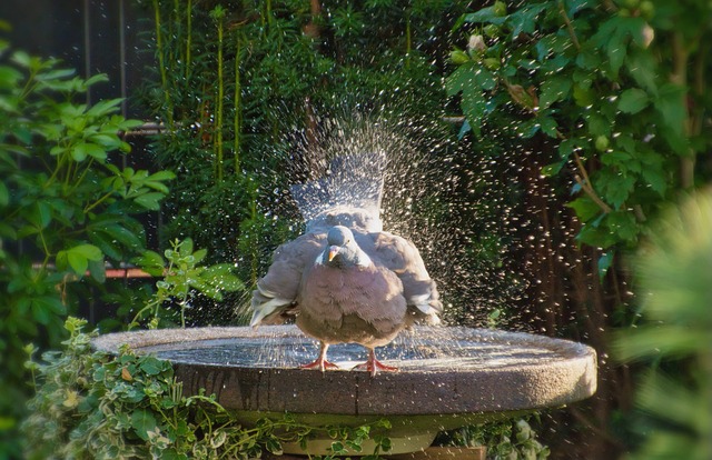 water source for birds