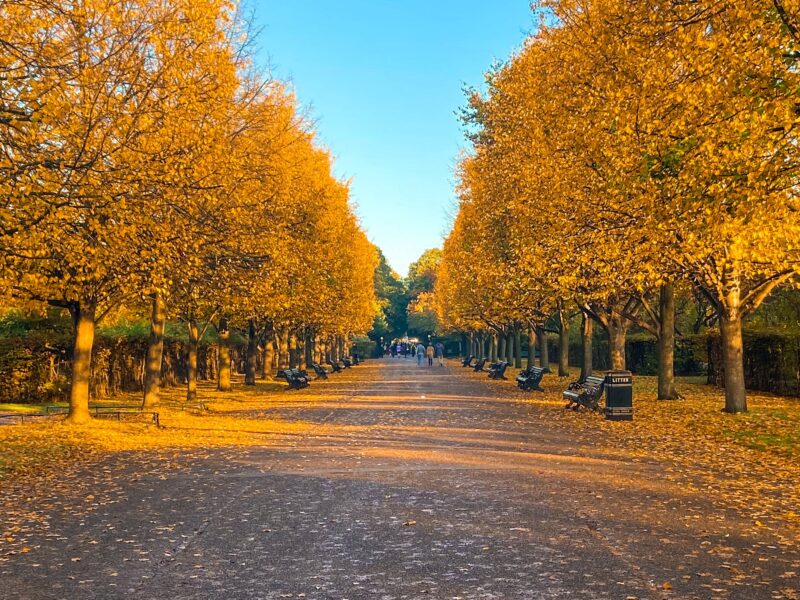 Autumn in Regent’s Park – My...