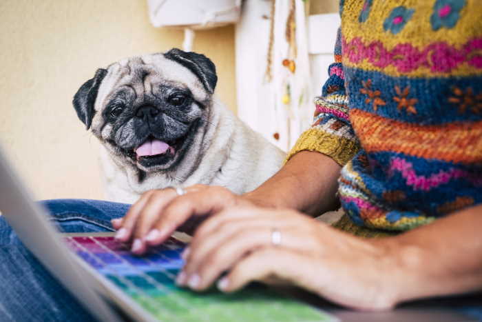 A person typing on a laptop near a pug A person typing on a laptop near a pug
