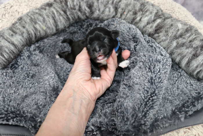 One day old puppy One day old puppy