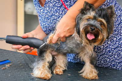 13 Jobs Working With Dogs: Consider...