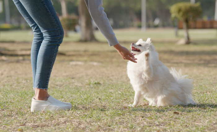 Dog Trainer Dog Trainer