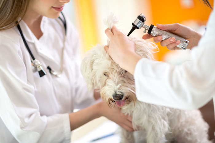 A veterinarian checks a dog with a veterinary assistant helping. A veterinarian checks a dog with a veterinary assistant helping.