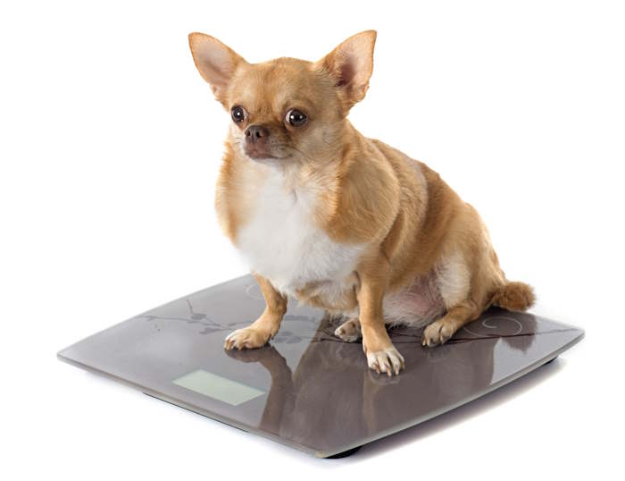 An obese small dog is standing on a scale An obese small dog is standing on a scale