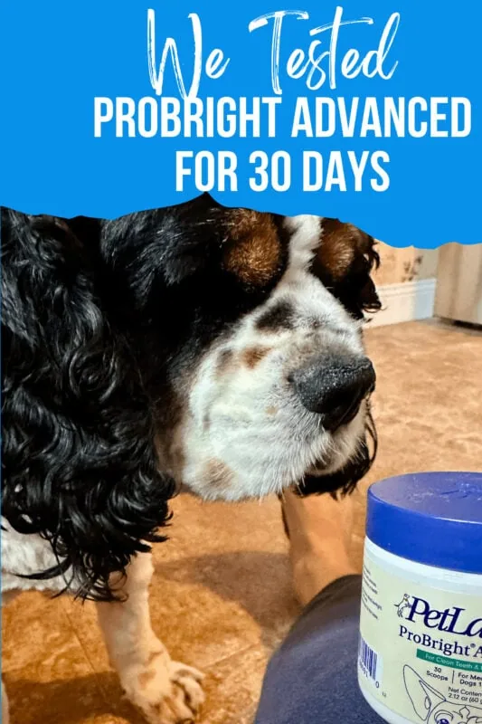 Probright advanced dog sniffing