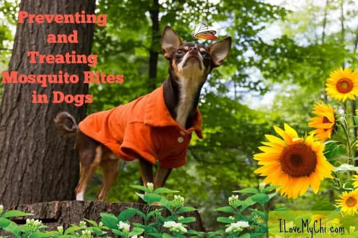 Chihuahua wearing coat outside in nature.