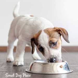 Your Guide to Dog Food and...