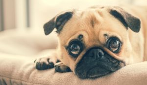 Your Dog Isn’t Chunky, He’s Obese