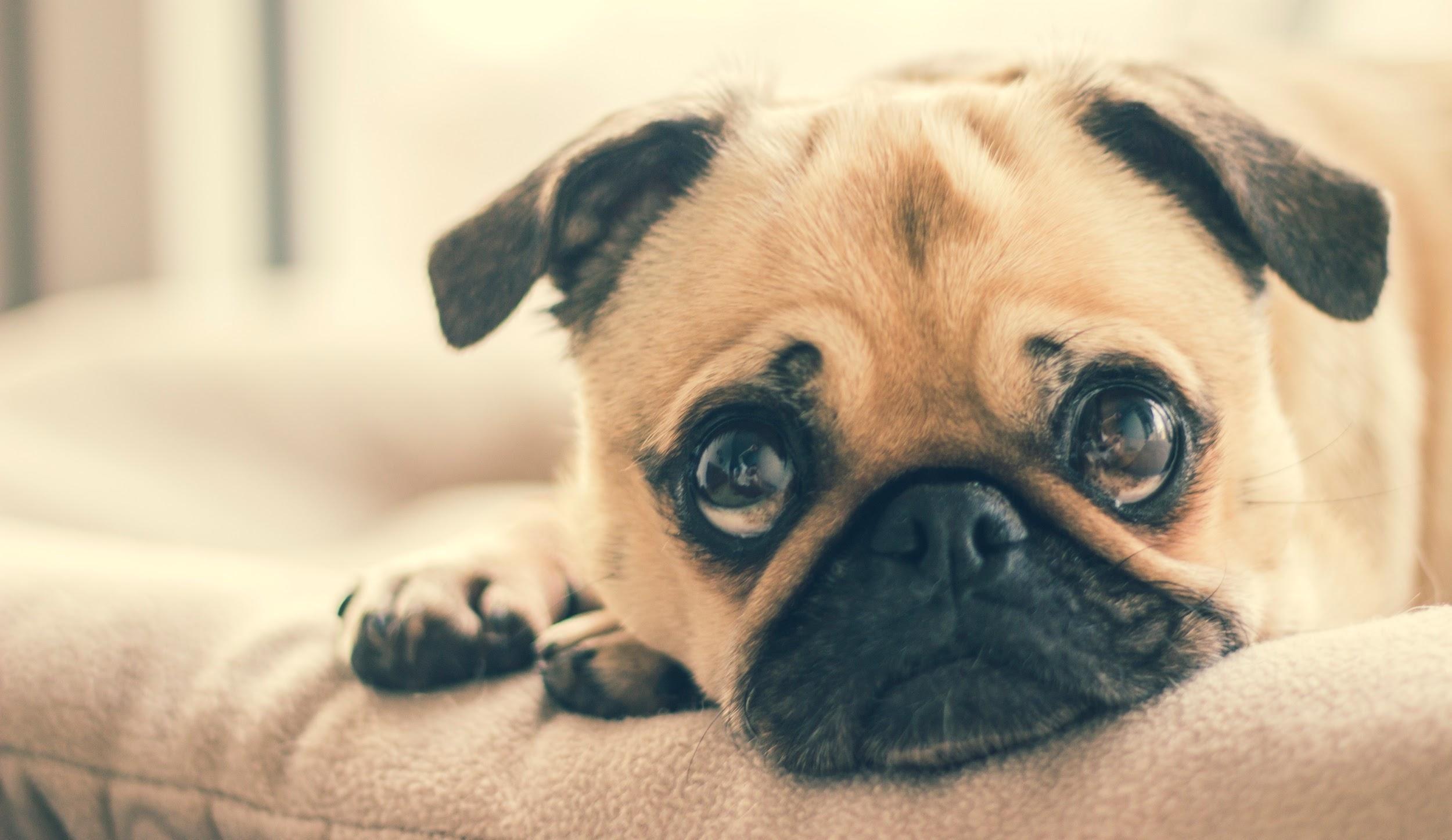 A small obese pug is sleeping on the sofa A small obese pug is sleeping on the sofa