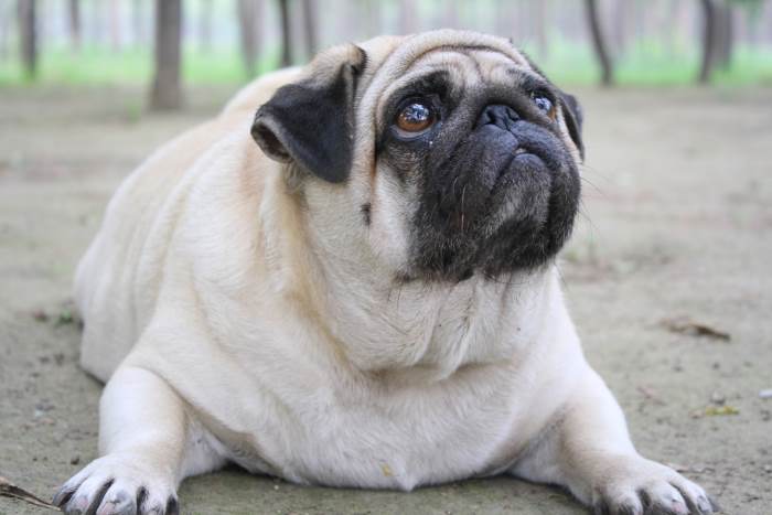 an obese pug is laying on the ground an obese pug is laying on the ground