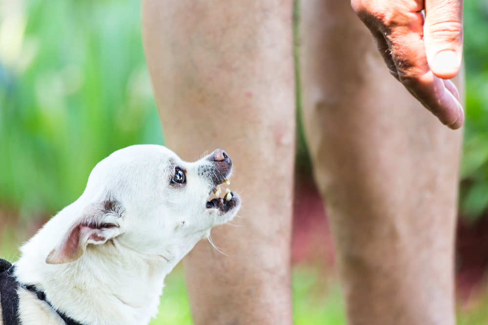 White chihuahua trying to bite hand.